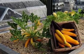 Her father and siblings love it as well and they spend time growing different plants. A Starter Guide To Urban Gardening Harper S Nurseries