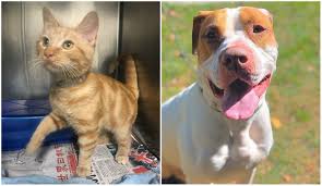 I have to feed them, give them water, change their litter and socialize with them. Brookhaven Animal Shelter Offering Free Pet Adoptions In December Greater Long Island