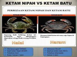 The only sea creatures that are halal are the ones that have scales. Ketam Paling Sedap