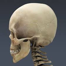 Human Skeleton Cinema 4d Rigged Royalty Free 3d Model Preview No 16 Human Skeleton Skull Human