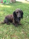 Double Dapple Brindle Long Haired Dachshund