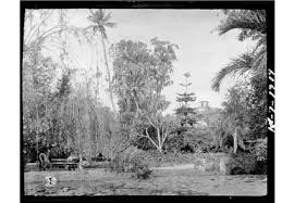 Image result for Anisopappus kirkii