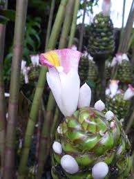 Image result for Costus afer