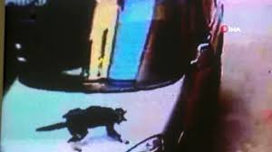 Kedinin 5 Kattan Dort Ayak Ustune Dustugu Anlar Kamarada Dailymotion Video