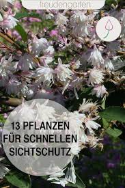 Schnell Wachsende Pflanzen Fur Sichtschutz Schnell Wachsende Pflanzen Wachsenden Pflanzen Und Pflanzen