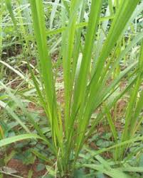 Cara memilih mesin potong rumput. Contoh Dan Gambar Gulma Berdaun Lebar Dan Sempit Kecil