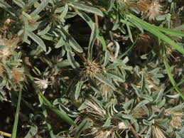 Image result for Dicoma tomentosa