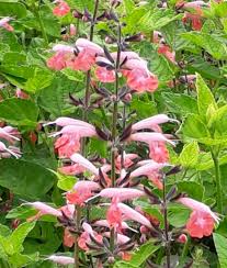 Image result for Salvia coccinea