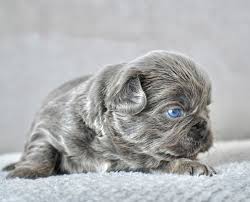 Maybe you would like to learn more about one of these? Future Frenchies Frenchiesfuture Twitter