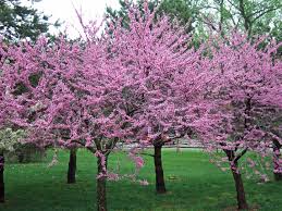 This impressive flowering tree is one of the most popular trees native to the area. 10 Best Flowering Trees And Shrubs For Adding Color To Your Yard Better Homes Gardens