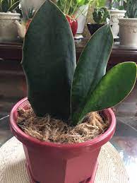 It is considered an extremely rare house plant and very hard to acquire in canada. Sansevieria Masoniana Whale Fin Snake Plant Furniture Home Living Gardening Plants Seeds On Carousell