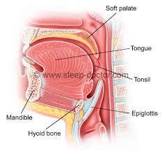 It seems that saliva gets stuck in swallowing. The Epiglottis Saint Or Sinner In Sleep Apnea Sleep Doctor