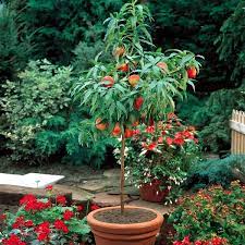 These are usually the easiest to grow and maintain as well, and the fruit production is abundant. You Can Dwarf Fruit Trees In Pots And Growing Trays On The Balcony Interior Design Ideas Ofdesign