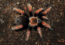 Image result for Brachystegia allenii × boehmii