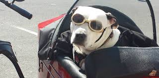 Costi, biglietto, quando va in cabina e quando nella stiva. Viaggiare In Aereo Con Il Cane Regole Da Seguire