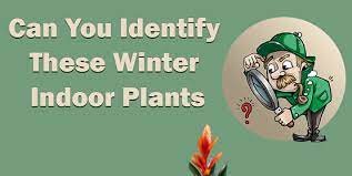 The master gardeners are not manning the phones for the foreseeable future but don't worry, we can still answer your gardening questions. Cornell Cooperative Extension Gardening