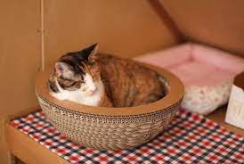 段ボール好きの猫におすすめ キャットボウル roomie ルーミー 子猫 猫 キャット
