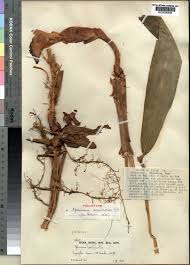 Image result for Aframomum corrorima