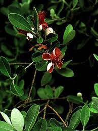 Le pittosporum à petite feuille pourpre. Goyavier De Montevideo Feijoa Sellowiana Le Jardin Du Pic Vert Arbustes A Feuillage Persistant Arbuste Arbuste Decoratif