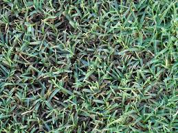 Grass Types For Lawns In Little Rock Ar Lawnstarter
