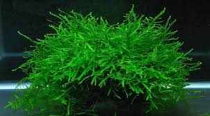 Aquascape adalah seni mengatur dan menata tanaman air, bebatuan, dan kayu di dalam akuarium. 7 Pilihan Tanaman Karpet Aquascape Yang Mudah Dirawat Cocok Untuk Pemula Rumah123 Com