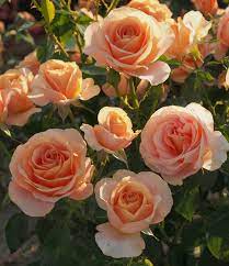 Roza Rabatowa Bengali Flowers Artificial Plants Flowers Artificial Flowers