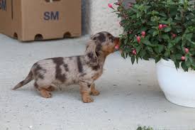 Teckel Arlequin Recherche Google Cute Baby Animals Baby Animals Pets