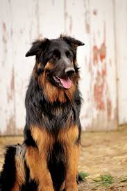 Our dogs are selectively bred for health and. King Shepherds Balto Farms Llc