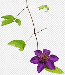 We did not find results for: Clematis Armandii Fromat Purple Leaf Png Pngegg