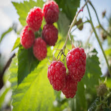 Maybe you would like to learn more about one of these? Josephine Raspberry 5 Red Raspberry Plants Everbearing Organic Grown Buy Online In Dominica At Dominica Desertcart Com Productid 77777436