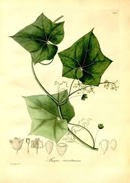 Image result for Sicyos