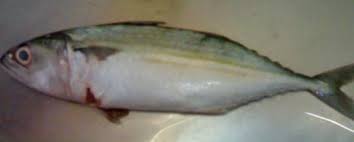 Pengertian ikan menurut jurnal : Http Eprints Walisongo Ac Id 4186 3 103711030 Bab2 Pdf