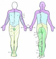 Vector illustration informative medical scheme. Low Back And Leg Pain Is Lumbar Radiculopathy