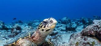 Hawksbill sea turtles feed mainly on sponges. Why Are Hawksbill Turtles Critically Endangered Olive Ridley Project