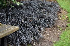 Pair it with accent colors and shapes. Black Mondo Grass Ophiopogon Planiscapus Nigrescens In Columbus Dublin Delaware Grove City Gahanna Bexley Ohio Oh At Oakland Nurseries Inc
