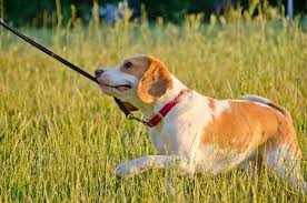 Whatever method you end up using to keep your dog from pulling on the leash the most important thing to remember is that you have to keep your dog motivated. How To Stop Your Dog From Pulling On The Leash Small Door Veterinary