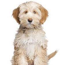 Tibetan Terrier Breed Information Terrier Breeds Dog Breeds Tibetan Terrier