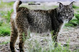 See more ideas about cat species, wild cat species, wild cats. Known Species Of Wild Cats Wild Cats Magazine