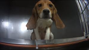 Vip puppies works with responsible beagle breeders across the usa. Dogs Would Be Saved From Euthanasia Be Adopted Under New Mich Bill