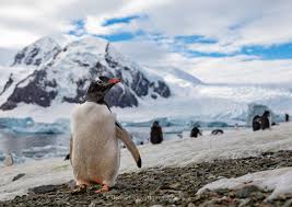 南極のラストミニッツの予算公開！現地ツアーでの参加がオススメ！