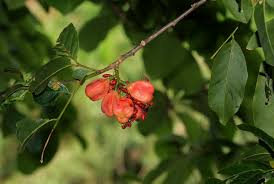 Image result for Blighia