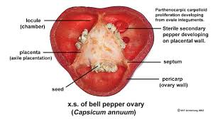 If there are 3 nubs on the bottom they're male, females have 4 nubs or bumps on the bottom. Chile Peppers