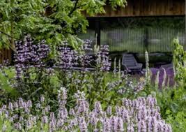 Trockenheit Im Garten So Gestaltest Du Den Garten Fur Trockene Standorte Pflegeleicht Stilvolles Design Einfa In 2020 Schattenpflanzen Garten Waldgarten Pflanzen