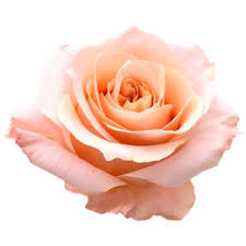 Hours may change under current circumstances Oc Wholesale Flowers Premium Quality Low Prices