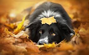 What are you looking for? Free Download Retina Macbook Pro 15 Inch 2880x1800 Retina Macbook Pro 13 Inch 2560x1600 For Your Desktop Mobile Tablet Explore 48 Cute Macbook Pro 13 Retina Wallpaper Best Wallpapers