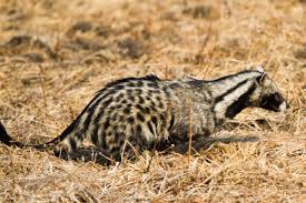 Image result for Sphaerocoryne gracilis