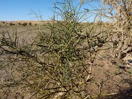 Image result for Balanites aegyptiaca