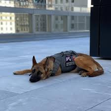 Lawrence - Nala is away training 🐾🇺🇸 | Facebook