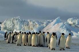 Image result for emperor penguins