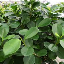 Image result for Ficus chirindensis